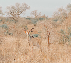 impala in the savannah