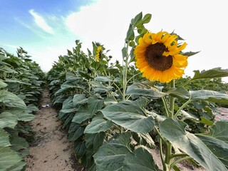 Sunflowers farm, Al-Ahsaa, Saudi Arabia