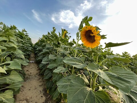 Sunflowers farm, Al-Ahsaa, Saudi Arabia