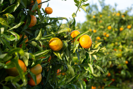 Ripe tangerines on a branch in the garden. High quality photo