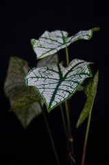 Beautiful white and green pattern of caladium leaves