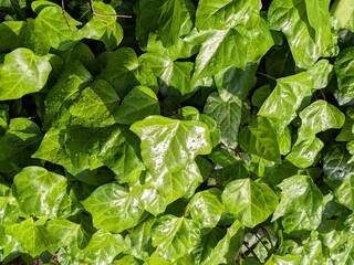 Bright green vine leaves grow thick