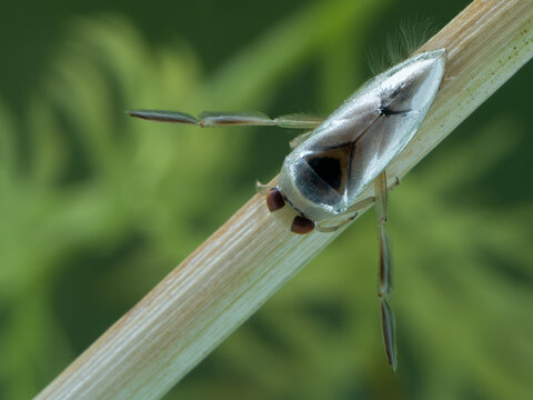 P7110141 a grousewinged backswimmer (Notonecta undulata) underwater, on a reed, British Columbia, Canada cECP 2021