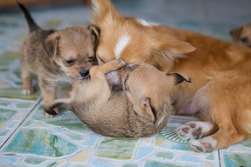  Close up chihuahua puppy dog playing on the floor