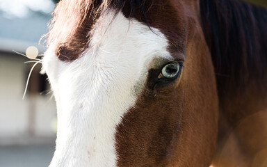 Portrait of a beautiful Paint White and Bay Horse with a Blue Eye, Close-up mane and forelock