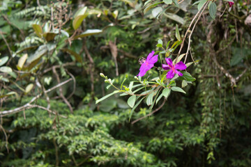 Vegetação Mata Atlântica. Parque Estadual da Serra do Mar. Praia Grande/SP