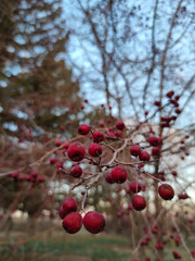 red berries on the tree 