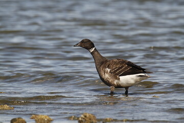 Brant Goose standing in shallow water near shore