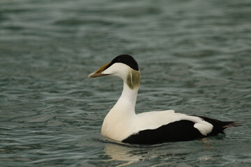 Low angle close up of a male Common Eider in water