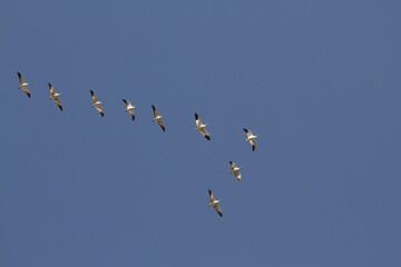 Flock of lesser Snow Geese against a blue sky