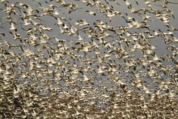 Flock of flying lesser Snow Geese blocking out the sky