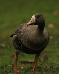 Close up low photo of a Greater White-fronted Goose standing in grass