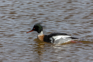 The common merganser (North American) or goosander (Eurasian) (Mergus merganser). Male on the lake.