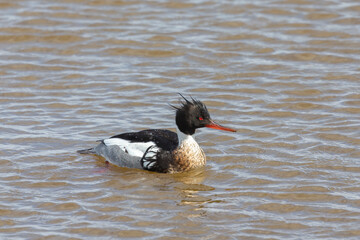The common merganser (North American) or goosander (Eurasian) (Mergus merganser). Male on the lake.