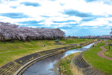 桜と川