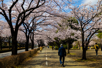 Fototapeta premium 桜並木