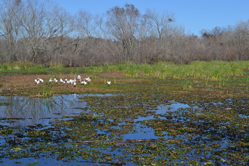 Birds are looking for a fish in Cullinan Park, Sugar Land, Texas