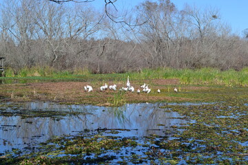Flock of white ibises and one white heron on the White Lake, Cullinan Park, Sugar Land, Texas