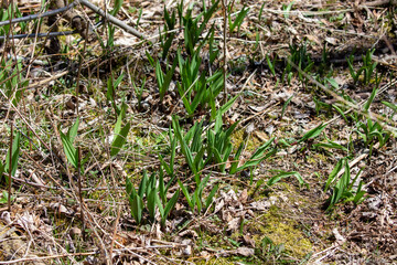 New growing wild garlic, (Allium ursinum)  know as wild cowleek, cowlic, buckrams, broad-leaved garlic, wood garlic, bear leek, or bear's garlic.