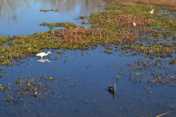 Birds are paddling in the water, Cullinan Park, Sugar Land, Texas