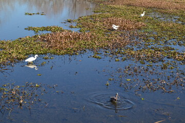 Birds are eating on the sheet of water, Cullinan Park, Sugar Land, Texas