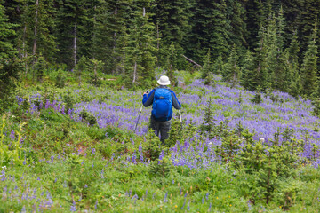 Fototapeta premium Summer hike