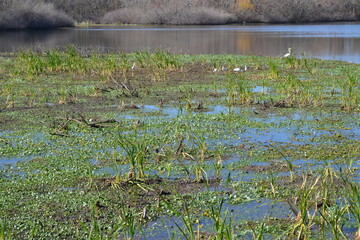 Flock of water birds on the White Lake, Cullinan Park, Sugar Land, Texas