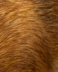 Dog fur textures. Red dog fur natural for backgrounds, textures and wallpapers.