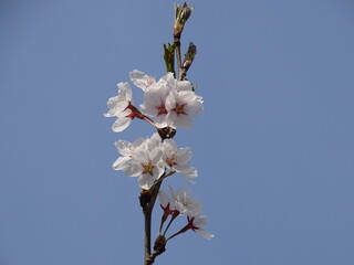 快晴の青空と桜