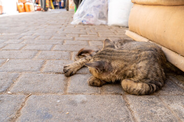 cat on the street in Fes, Morocco