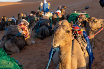 camel in the Sahara desert