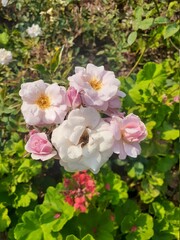 pink rose bush