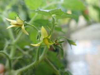Selective focus Fresh tomato flower blooming in a pot, on a blurred background