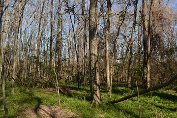 Forest trail in Cullinan Park, Sugar Land, Texas