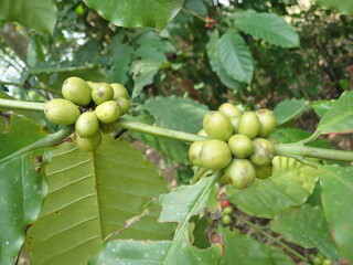 Coffee beans on coffee branches,organic coffee in Indonesia