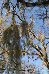 Old trees with Spanish moss on the Hodges Bend Cemetery,  Sugar Land, Texas