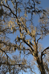 Old trees with Spanish moss on the Hodges Bend Cemetery,  Sugar Land, Texas