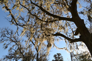 Old trees with Spanish moss on the Hodges Bend Cemetery,  Sugar Land, Texas