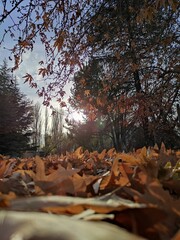 Leaves, autumn in the forest