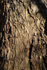 Pecan Tree bark, Cullinan Park, Sugar Land, Texas