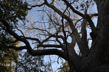 Branchy Pecan Tree in Cullinan Park, Sugar Land, Texas