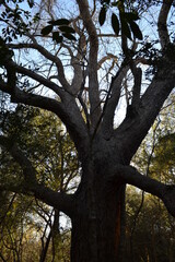 Big pecan tree in Cullinan Park, Sugar Land, Texas