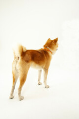 後ろ向きの秋田犬