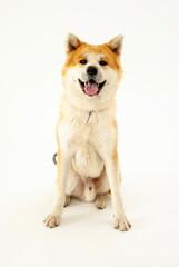 笑顔の秋田犬