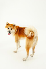 笑顔の秋田犬