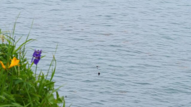 A wild sea otter that lives in Kiritappu Cape, Hokkaido. (Copy space) 
