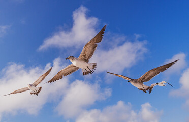 seagull in flight