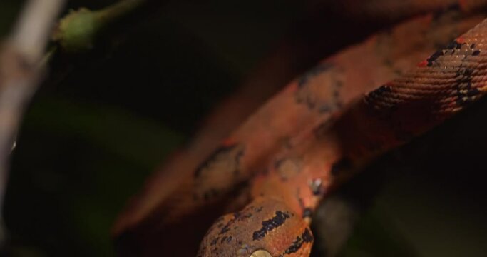 Tilt Down shot of a green tree boa young one in its brilliant orange colour