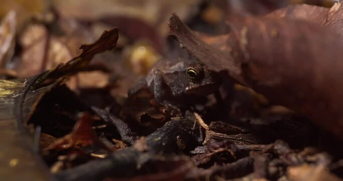 Brown frog sits under leaf hunting insects with its long tongue