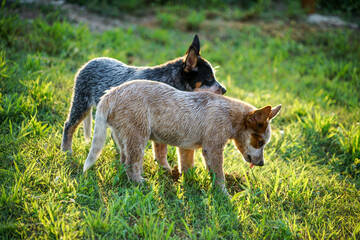 TWO LITTLE BABYS DOGS OF BLUE AND RED HEELERS TOGETHER IN SUNSET OVER A GREEN FIELD GRASS.
ONE DOG IS IN FRONT AND OTHER IN BACK - FIRST ONEIS LICKING AND HAVE TONG OUT, SCND BACK PAYING ATTENTION